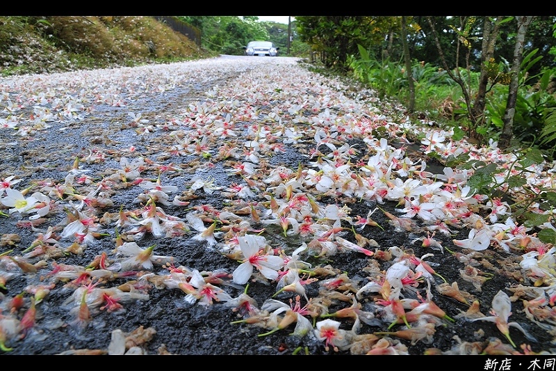 新北新店｜拍拍桐花．永福路 @嘿!部落!