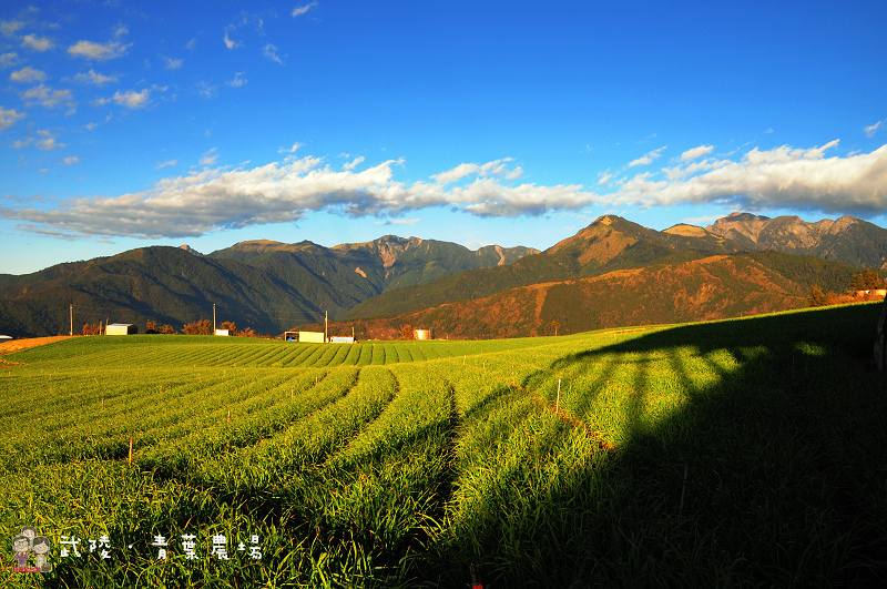 武陵農場．福壽山住宿｜六星級的山中絕景民宿～武陵．青葉農場 @嘿!部落!