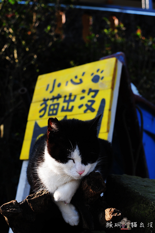 新北瑞芳｜猴硐山城！小心貓出沒 @嘿!部落!