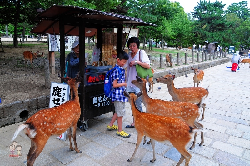 日本關西｜奈良公園．日本三大名佛之首的東大寺盧舍那佛 @嘿!部落!