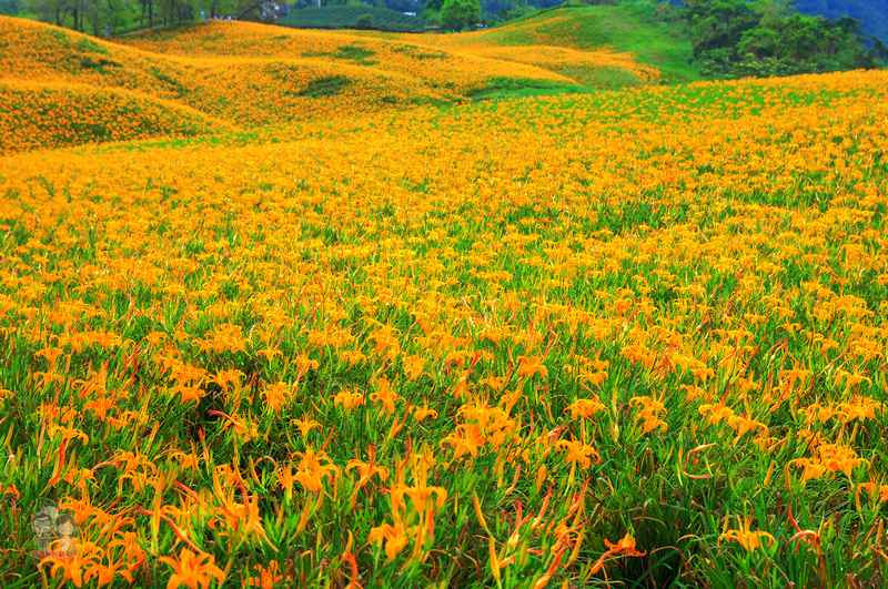 花蓮玉里金針花季｜花兒盛開的赤柯山，滿山盡是黃金甲 @嘿!部落!
