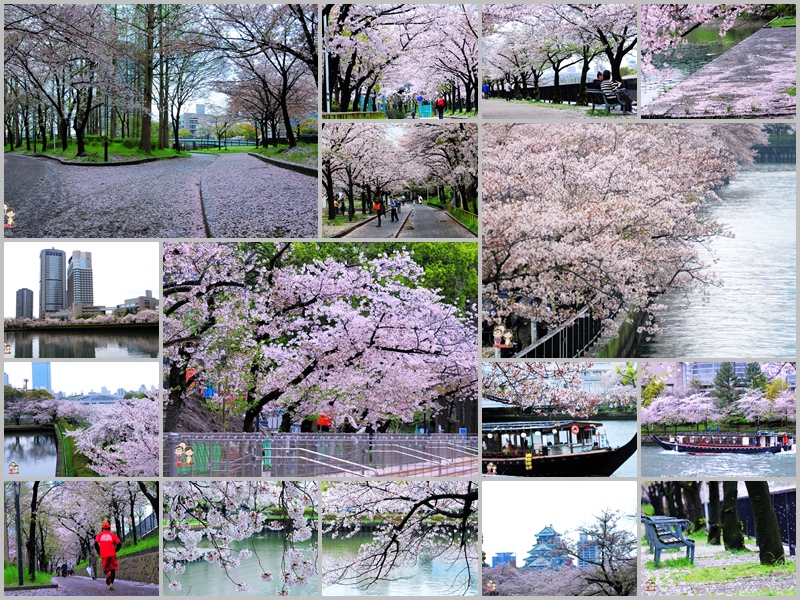 大阪賞櫻｜落櫻繽紛，粉嫩大地．毛馬櫻之宮公園 @嘿!部落!