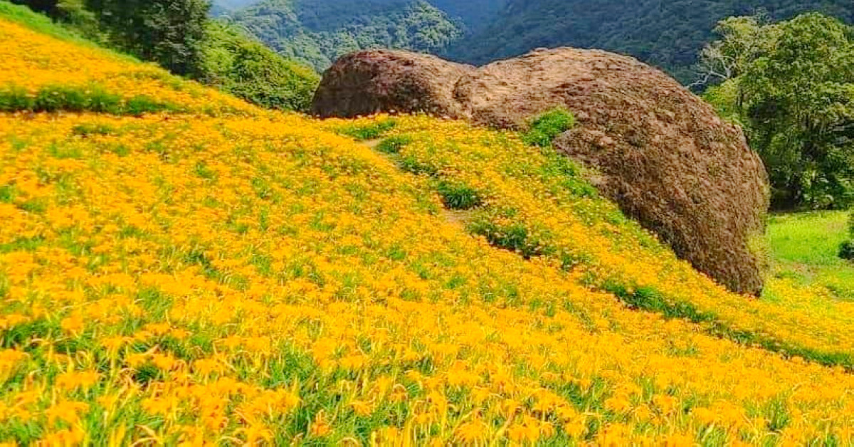 花蓮玉里｜赤柯山賞金針花三景之千噸石龜 @嘿!部落!