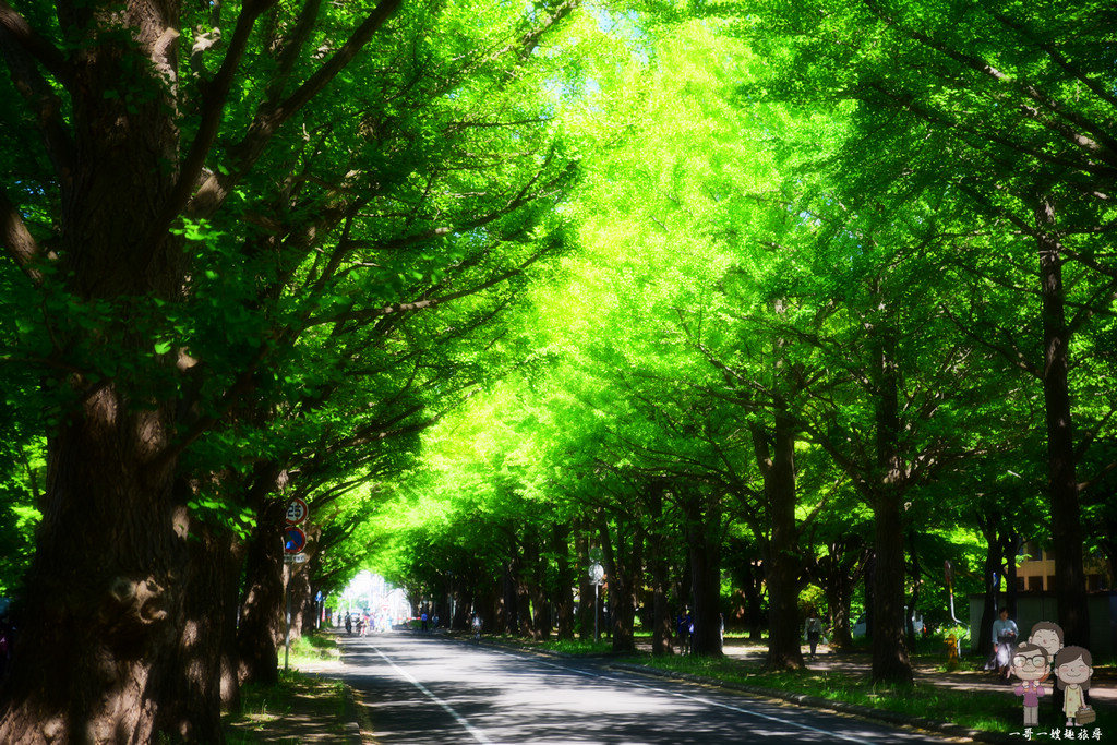 北海道札幌｜『北海道大學』，新綠時的銀杏並木大道， 依舊迷人的閃閃發亮著 @嘿!部落!