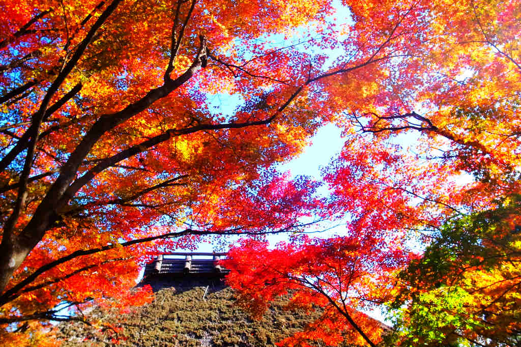 京都賞楓｜嵯峨嵐山的賞楓勝地．常寂光寺 @嘿!部落!