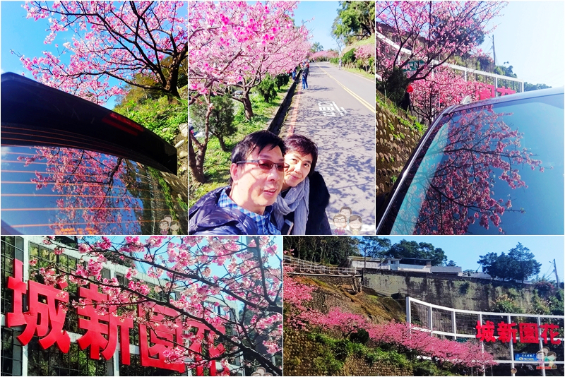 新北新店｜花都開好了～花園新城寒櫻綻放中 @嘿!部落!