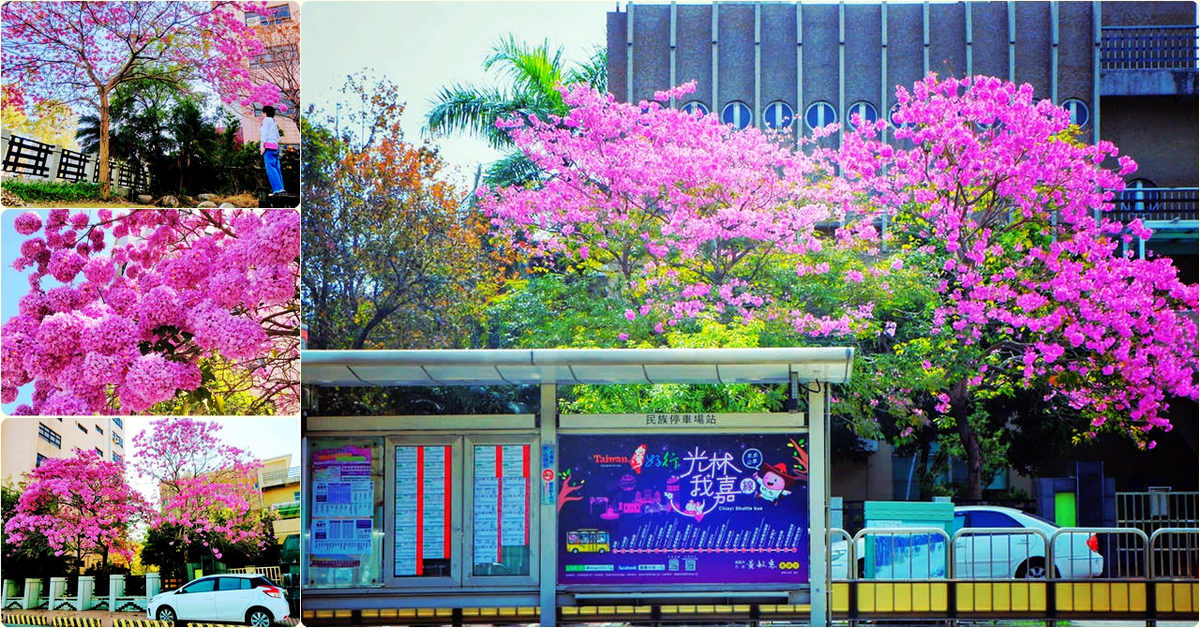 嘉義市洋紅風鈴木花開速報｜最美的公部門～嘉南農田水利會嘉義區管理處洋紅風鈴木盛開中，這裡也有美美的花開公車站 @嘿!部落!