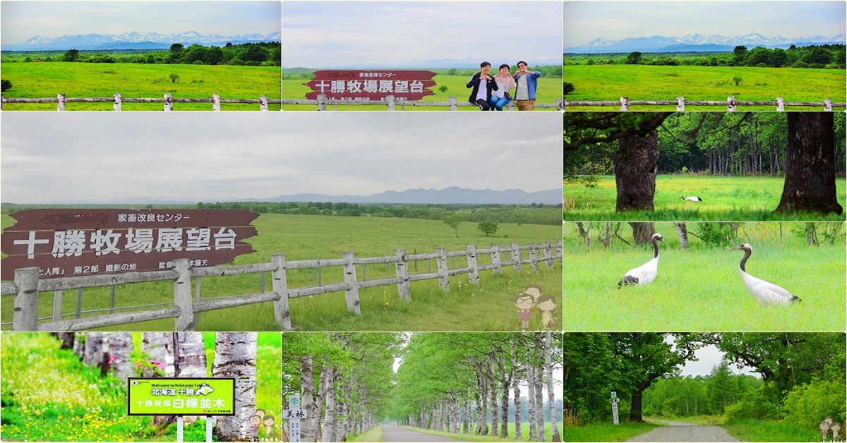北海道道東自駕｜帶広順遊景點：家畜改良中心 十勝牧場之白樺並木x夫妻柏x展望台 @嘿!部落!