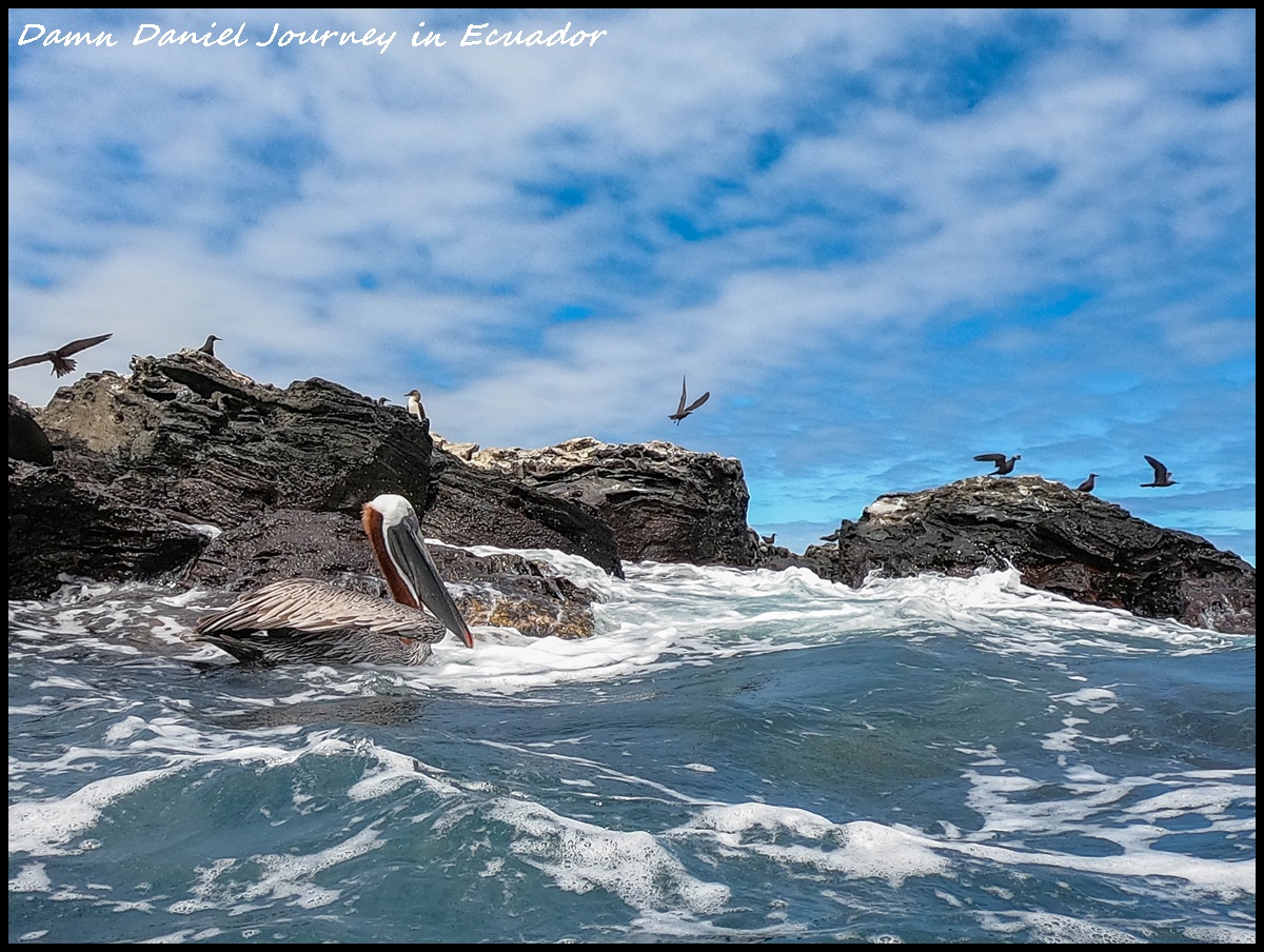 即時熱門文章：[厄瓜多] 加拉巴哥群島Galapagos Islands攻略 探索以達爾文進化論聞名全世界之島嶼 近距離與無數奇幻生物接觸同遊