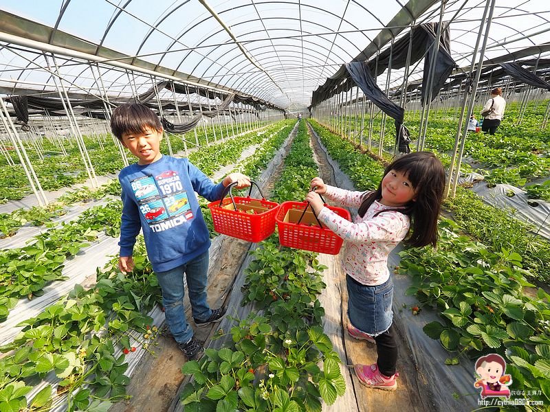 桃園大溪景點-323溫室精緻農場-超大型親子採草莓農場，怎麼採都採不完，還有蕃茄跟無花果哦 @嘿!部落!