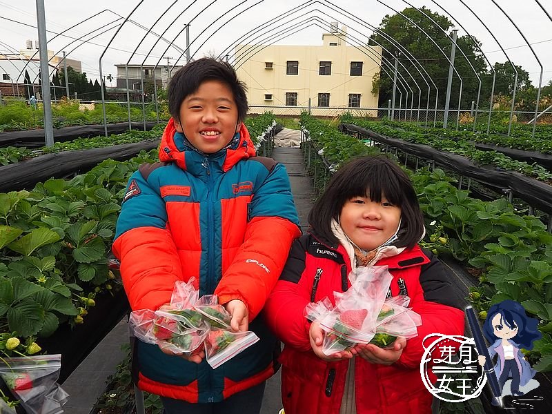 桃園蘆竹景點-八角店高架草莓園-用袋子裝著的美姬草莓園，假日只開放五組人馬入園採收 @嘿!部落!