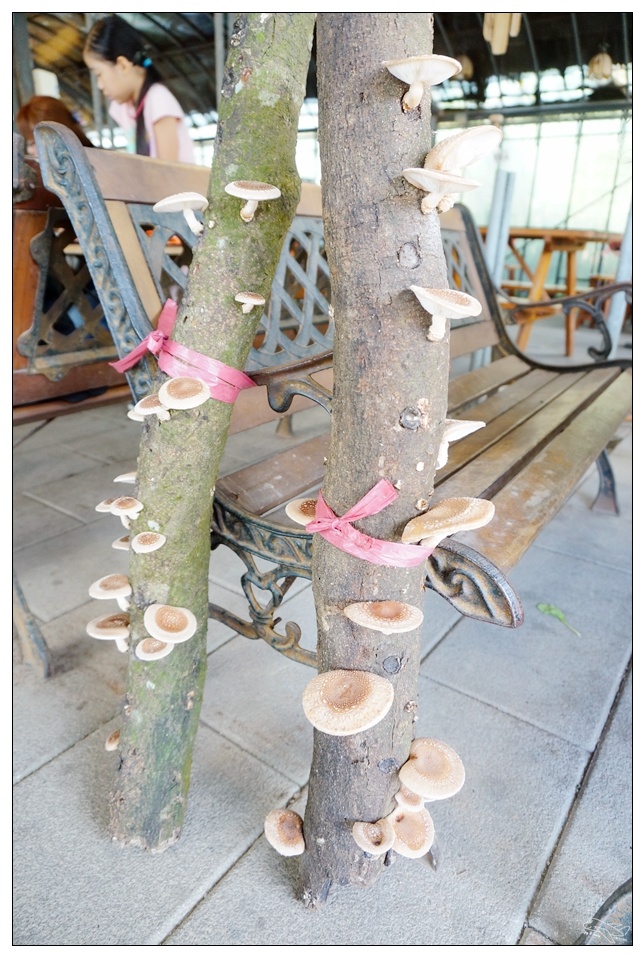即時熱門文章：(竹子湖野菜）山水香庭園野菜屋餐廳。陽明山竹子湖推薦餐廳～公益良善店家～