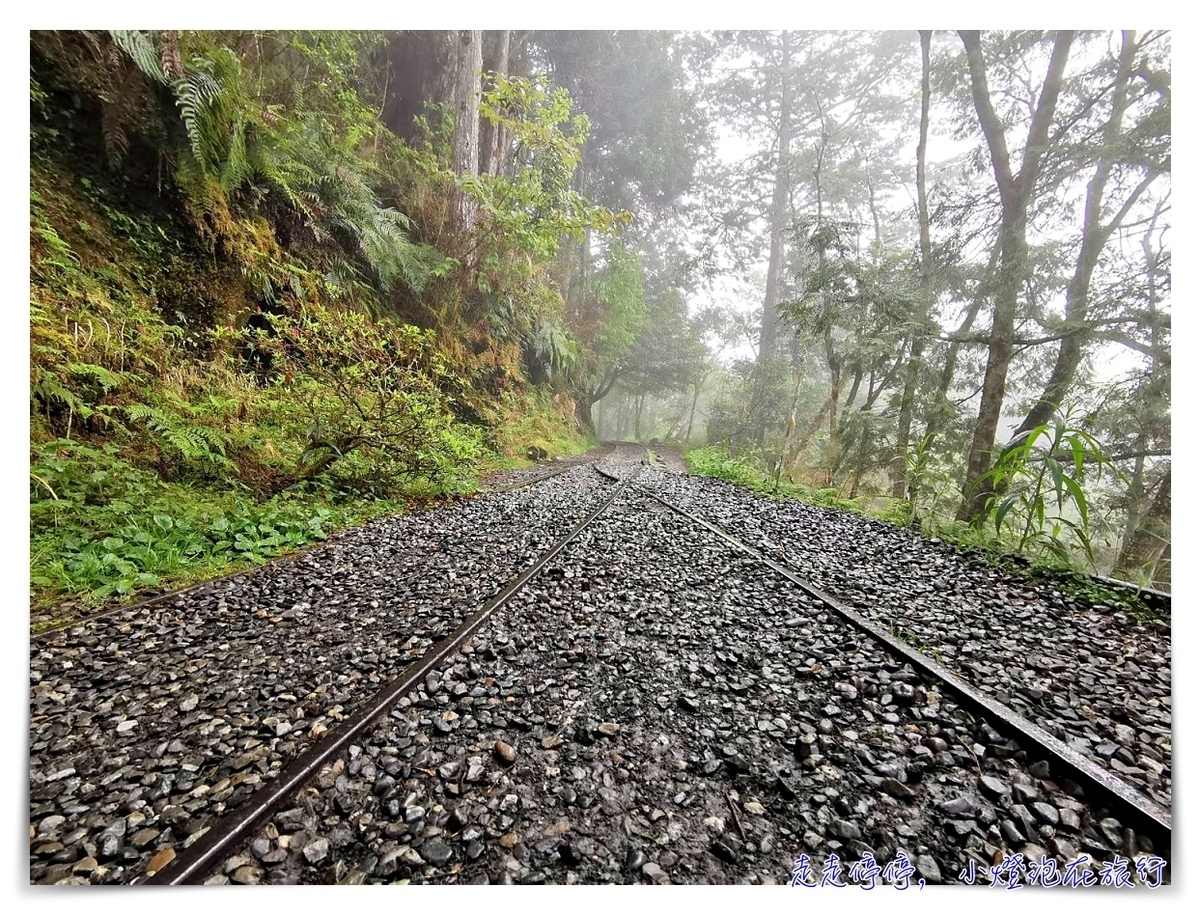 世界最美28條小路之一｜宜蘭太平山。見晴懷古步道，see the clear，讓心放空、讓身子舒坦的絕美火紅步道～ @嘿!部落!
