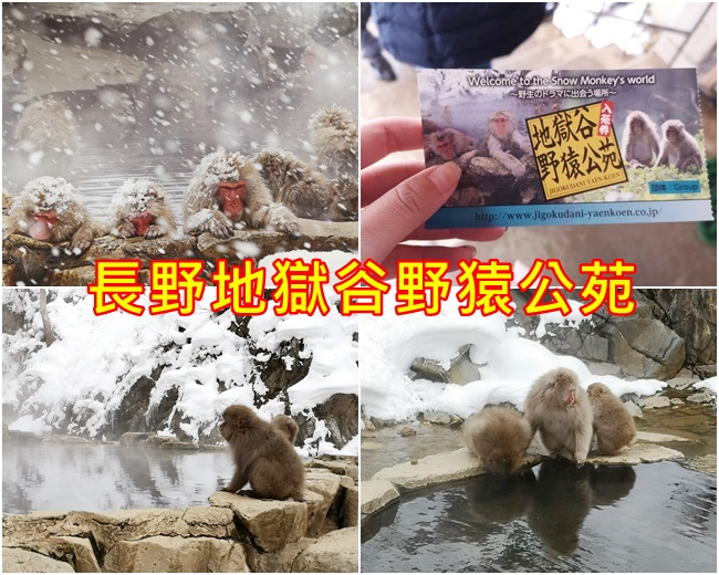 【日本猴子泡溫泉】長野地獄谷雪猴泡湯一日遊,一生必來~(有影) @嘿!部落!
