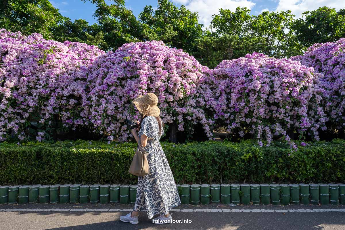即時熱門文章：2022【楓樹河濱公園】泰山蒜香藤花季.交通怎麼去