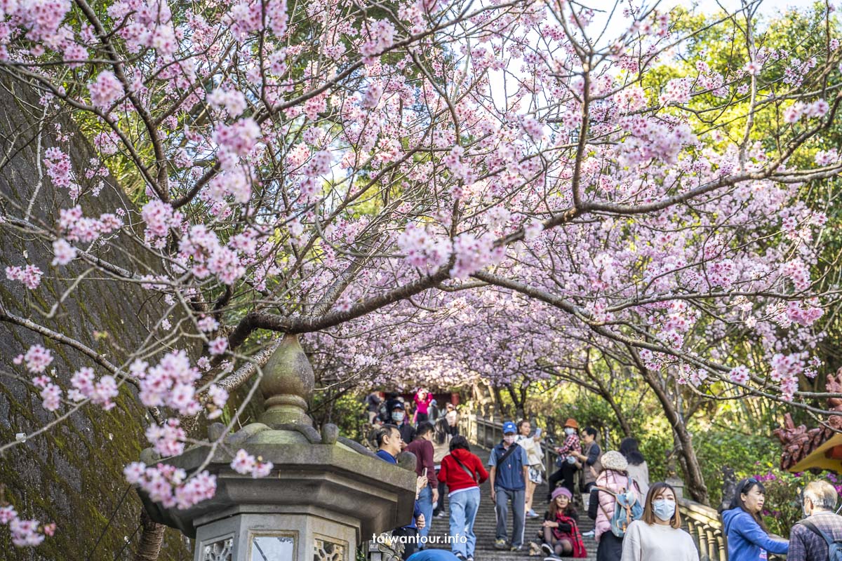 2025【碧山巖櫻花隧道】花況內湖情侶約會百萬夜景.開漳聖王廟 @嘿!部落!