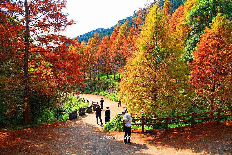 【台北落羽松】陽明山永公路500巷落羽松，台北秘境網美景點，陽明山S型落羽松秘境