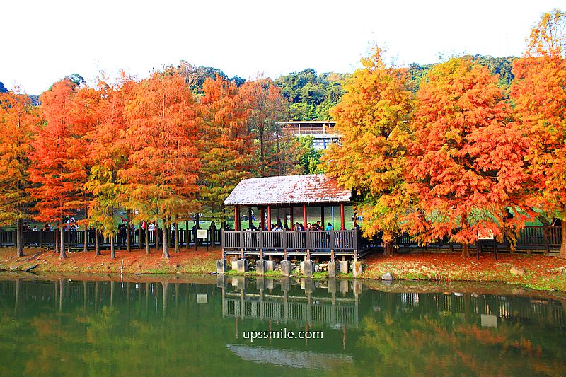 原住民文化主題公園落羽松，士林落羽松推薦，免門票台北湖畔落羽松秘境 @嘿!部落!