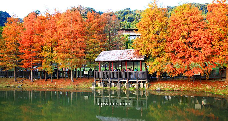 原住民文化主題公園落羽松，士林落羽松推薦，免門票台北湖畔落羽松秘境 @嘿!部落!
