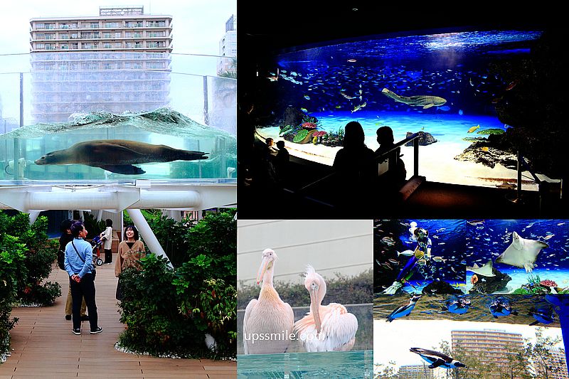 【東京池袋】池袋陽光水族館，池袋太陽城60樓，日本首座都市型高樓水族館，夢幻水母隧道、陽光環形水槽海獅悠遊、企鵝空中城市景觀，東京雨天備案，池袋親子景點必玩 @嘿!部落!