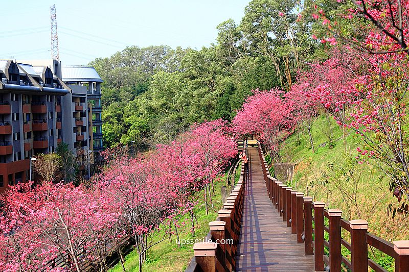 【桃園龜山景點】長庚養生文化村櫻花木棧道，八重櫻盛開2025最新花況，桃園隱藏版賞櫻景點，桃園免門票賞櫻花景點 @嘿!部落!