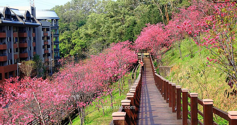 【桃園龜山景點】長庚養生文化村櫻花木棧道，八重櫻盛開2025最新花況，桃園隱藏版賞櫻景點，桃園免門票賞櫻花景點 @嘿!部落!
