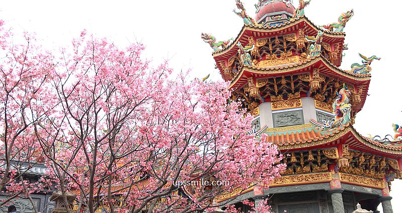 【林口景點】竹林山觀音寺櫻花，林口櫻花2025，吉野櫻山櫻花滿開，林口網美賞櫻花勝地，附竹林山觀音寺交通 @嘿!部落!