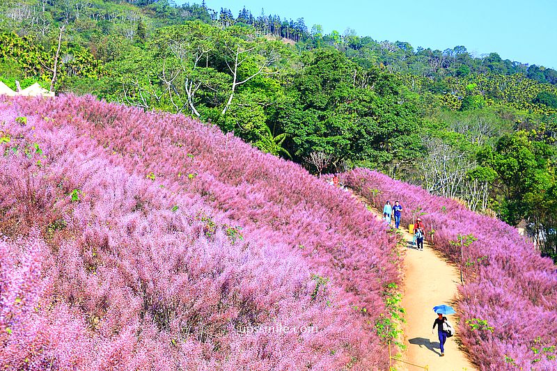 南投國姓景點【九尖茶廠麝香木】南投花海2026麝香木2000坪粉紫花海秘境 @嘿!部落!