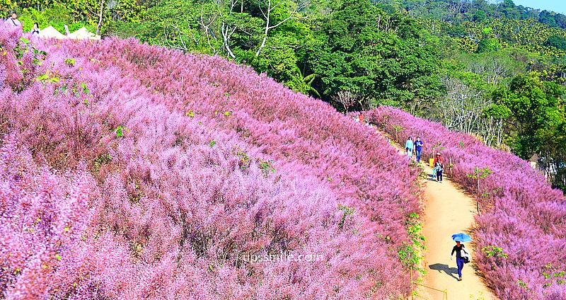 南投國姓景點【九尖茶廠麝香木】南投花海2026麝香木2000坪粉紫花海秘境 @嘿!部落!
