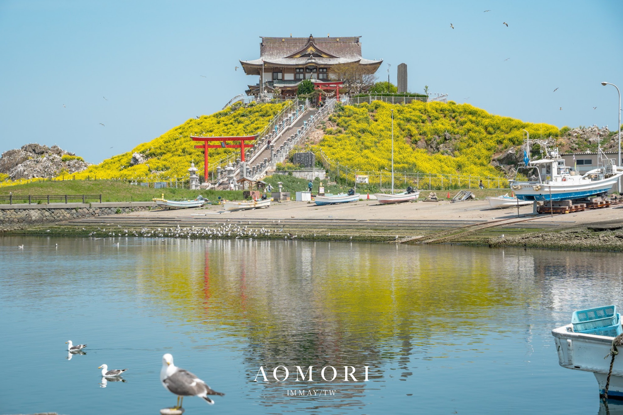 青森、八戶｜春末限定的黃金絕景！蕪嶋神社：油菜花與海鳥共演，八戶港旁最有生命力的風景 @嘿!部落!