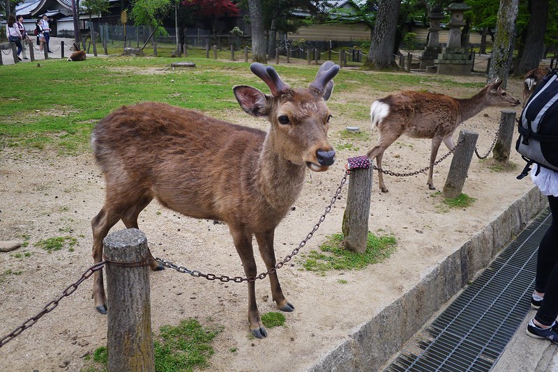 【京阪奈自由行】奈良半日遊。奈良公園、東大寺、奈良商店街、中谷堂艾草餅、大佛布丁。奈良的鹿其實很聰明! @嘿!部落!