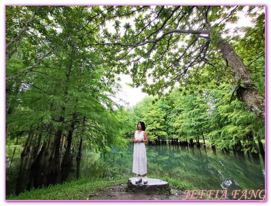 即時熱門文章：◎台灣花蓮壽豐鄉【鈺展苗圃】落羽松秘境