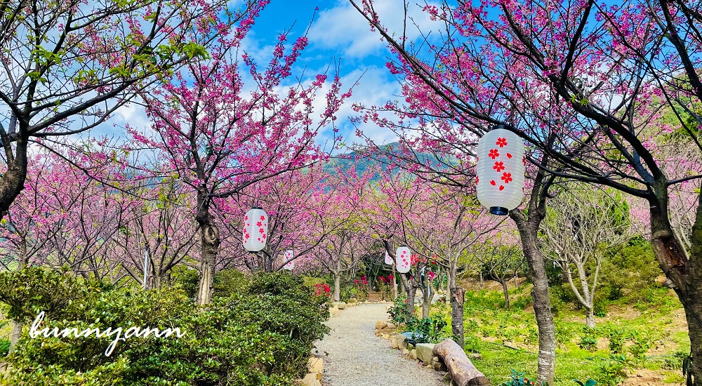 大埔農場紗帽山賞櫻秘境，門票100元漫步日本風櫻花步道 @嘿!部落!