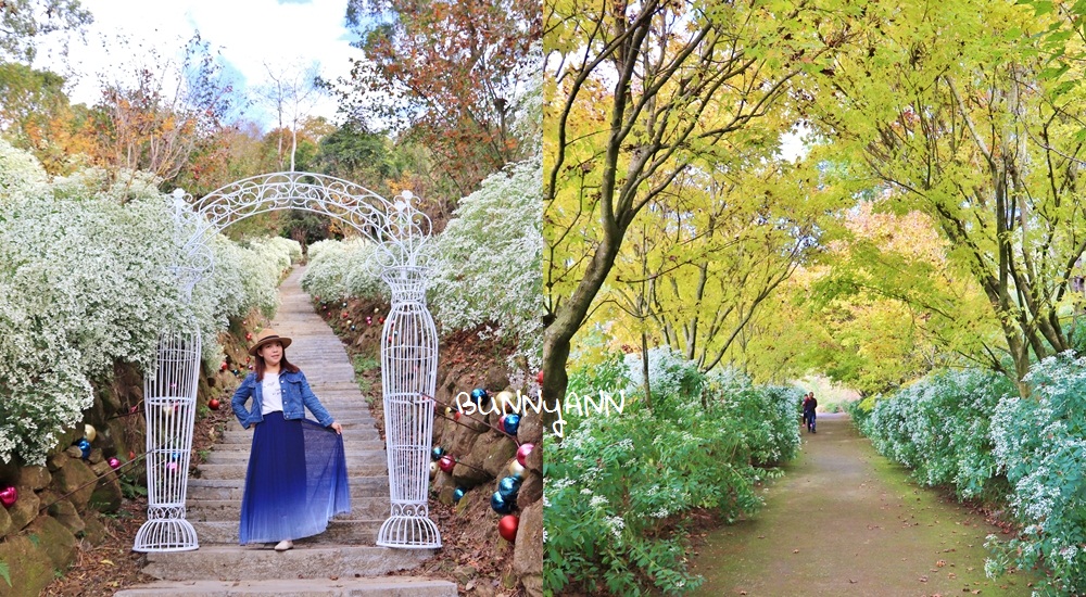 台中沐心泉休閒農場，白雪木純白花海，黃金楓葉四季都美 @嘿!部落!