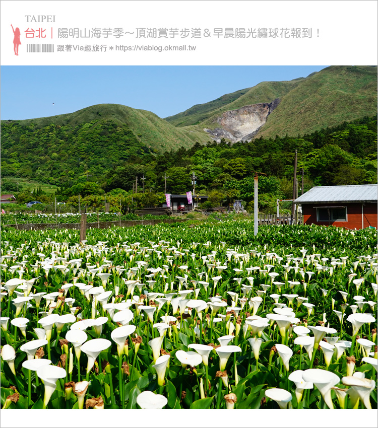 【陽明山海芋季／繡球花季】好美！頂湖海芋步道散策去～順遊初開的早晨陽光繡球花《季節限定》 @嘿!部落!