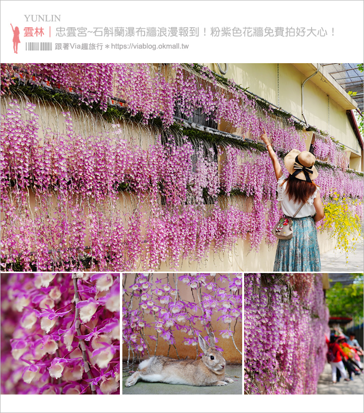 【雲林忠雲宮】莿桐｜忠雲宮石斛蘭～全台最美紫色花牆瀑布浪漫報到！雲林賞花景點報你知！ @嘿!部落!