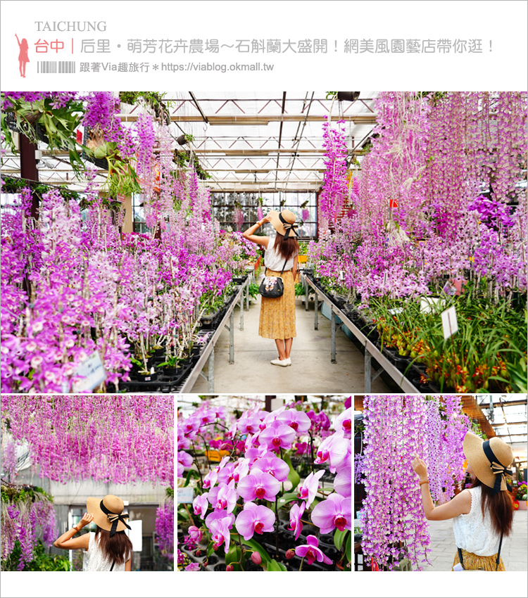 【台中后里石斛蘭】萌芳花卉農場～上萬株石斛蘭、蘭花大盛開，網美必拍夢幻園藝店！一年四季都能來賞花！