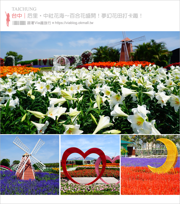 即時熱門文章：【后里景點】中社觀光花市～中社花海百合花大盛開！紅色雞冠花、紫色鼠尾草～夢幻花田拍照趣！