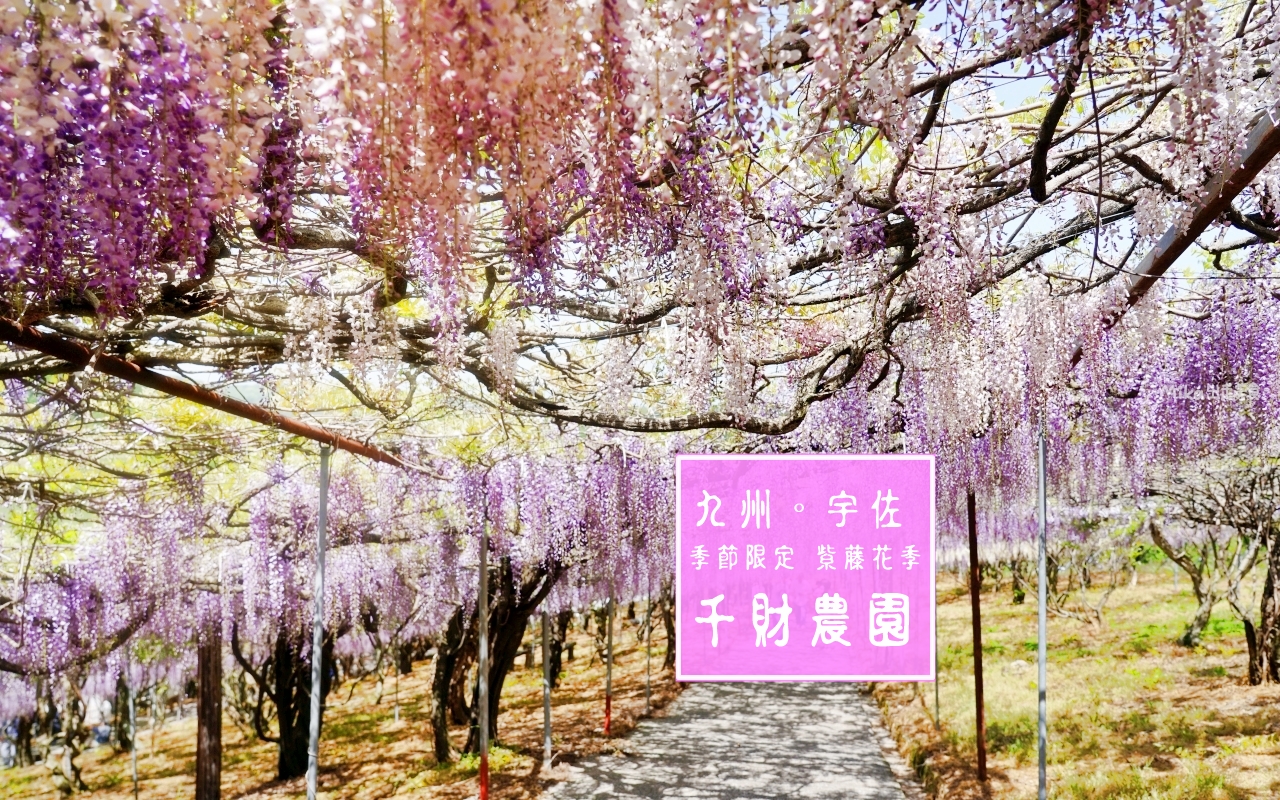 【日本】 大分 宇佐市 千財農園｜季節限定 九州最大 紫藤花園！而且免付費、免預約，還有免費停車場，可自由賞花。 @嘿!部落!