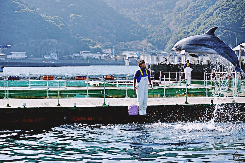 【日本】大分 津久見海豚島(つくみイルカ島)  |  史上最療癒 生活在大自然小港灣海洋裡的可愛海豚，遊客可以跟海豚親親摸摸握手甚至共游的零距離接觸體驗海洋樂園。 @嘿!部落!