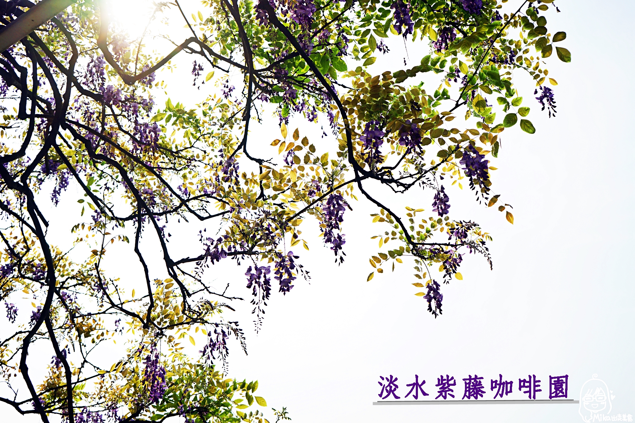 『新北。淡水』 紫藤咖啡園  （一店）（屯山園區）｜全台最大紫藤園  近500株紫藤 一年僅開放兩週左右  每年約3月20日至4月20日開放！。 @嘿!部落!