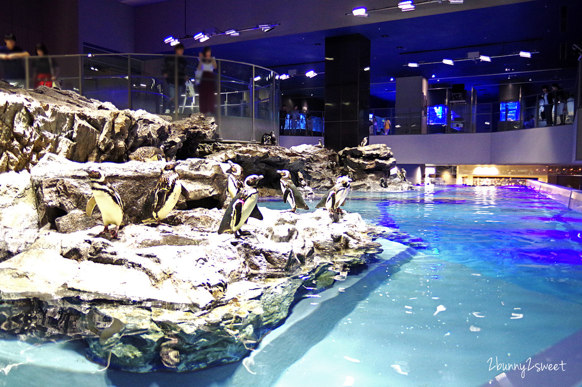 東京親子景點》墨田水族館～晴空塔下竟然藏了一個超大海水缸和養了企鵝和海狗的全日本最大室內開放式水槽｜東京室內景點｜雨天景點 @嘿!部落!