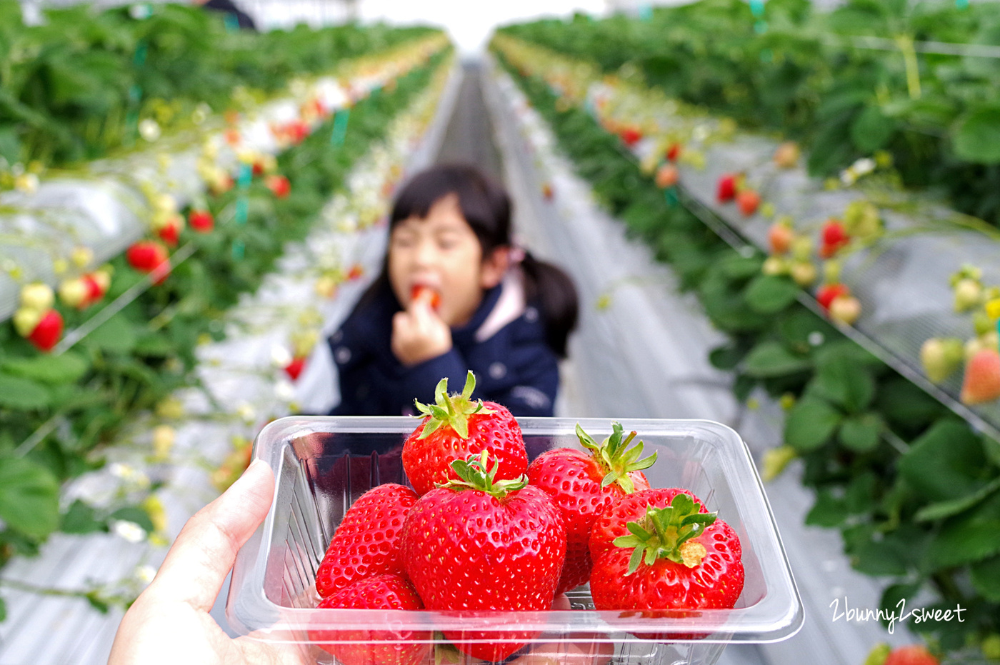 九州福岡親子景點》白木農園｜白木のいちご しあわせもん～九州福岡自採草莓吃到飽果園 50 分食べ放題 @嘿!部落!