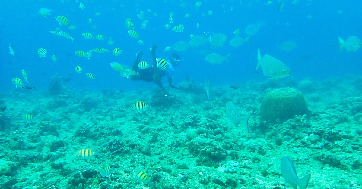 薄荷島跳島》巴里卡薩大斷層 Balicasag Island～世界級珊瑚保護區，超夢浮潛勝地 @嘿!部落!