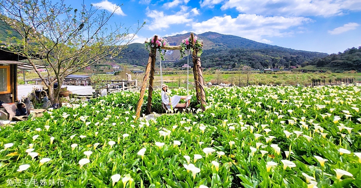 陽明山景點》名陽匍休閒農莊～最美最好拍的陽明山海芋、繡球花田｜2023海芋季資訊 @嘿!部落!