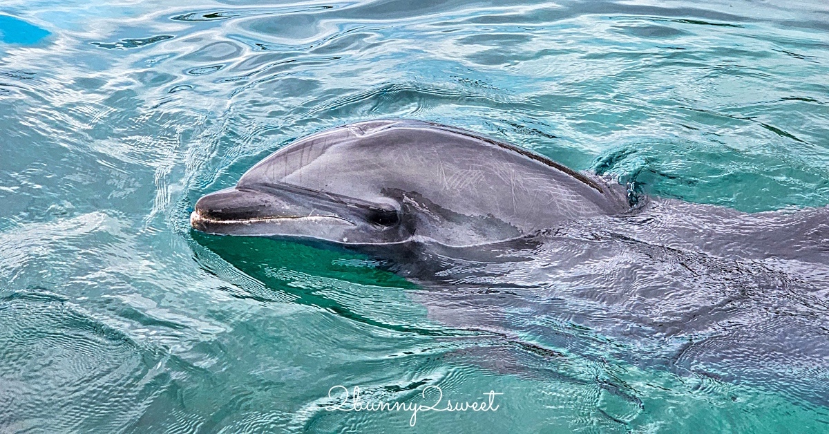 橫濱景點「橫濱八景島海島樂園」四座水族館＋14項遊樂設施～整座島就是一個海洋樂園 @嘿!部落!