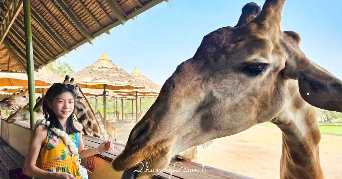 曼谷景點「賽福瑞野生動物園 Safari World」亞洲最大野生動物園 上百隻長頸鹿隨你餵 @嘿!部落!
