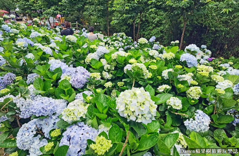 即時熱門文章：2022桃園繡球花季|台七桃花源休閒農業區/枕頭山商圈周邊農場(地點交通)